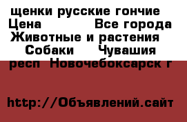 щенки русские гончие › Цена ­ 4 000 - Все города Животные и растения » Собаки   . Чувашия респ.,Новочебоксарск г.